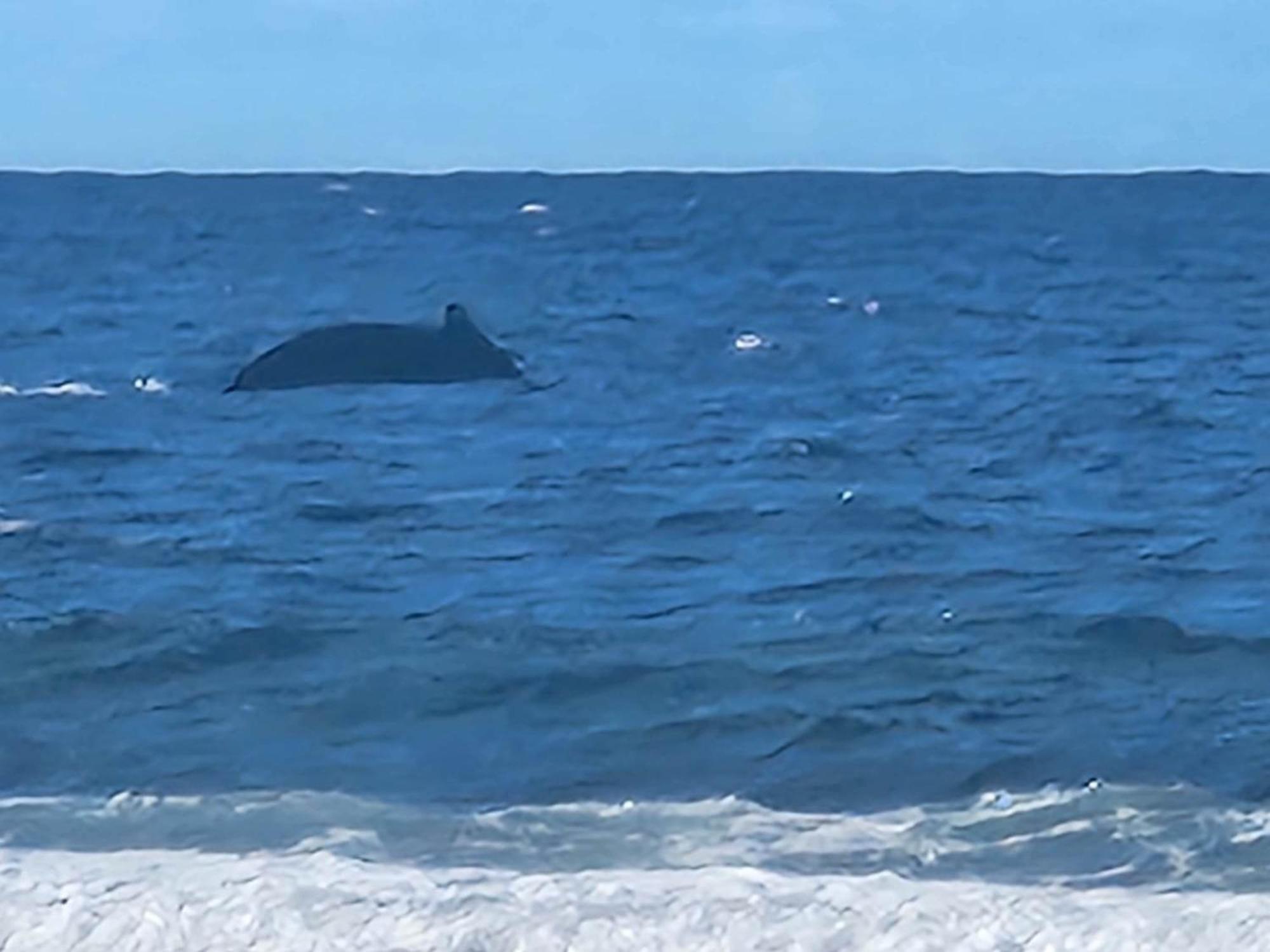 Moorea Temae Bungalow Lory Bord De Mer Dış mekan fotoğraf