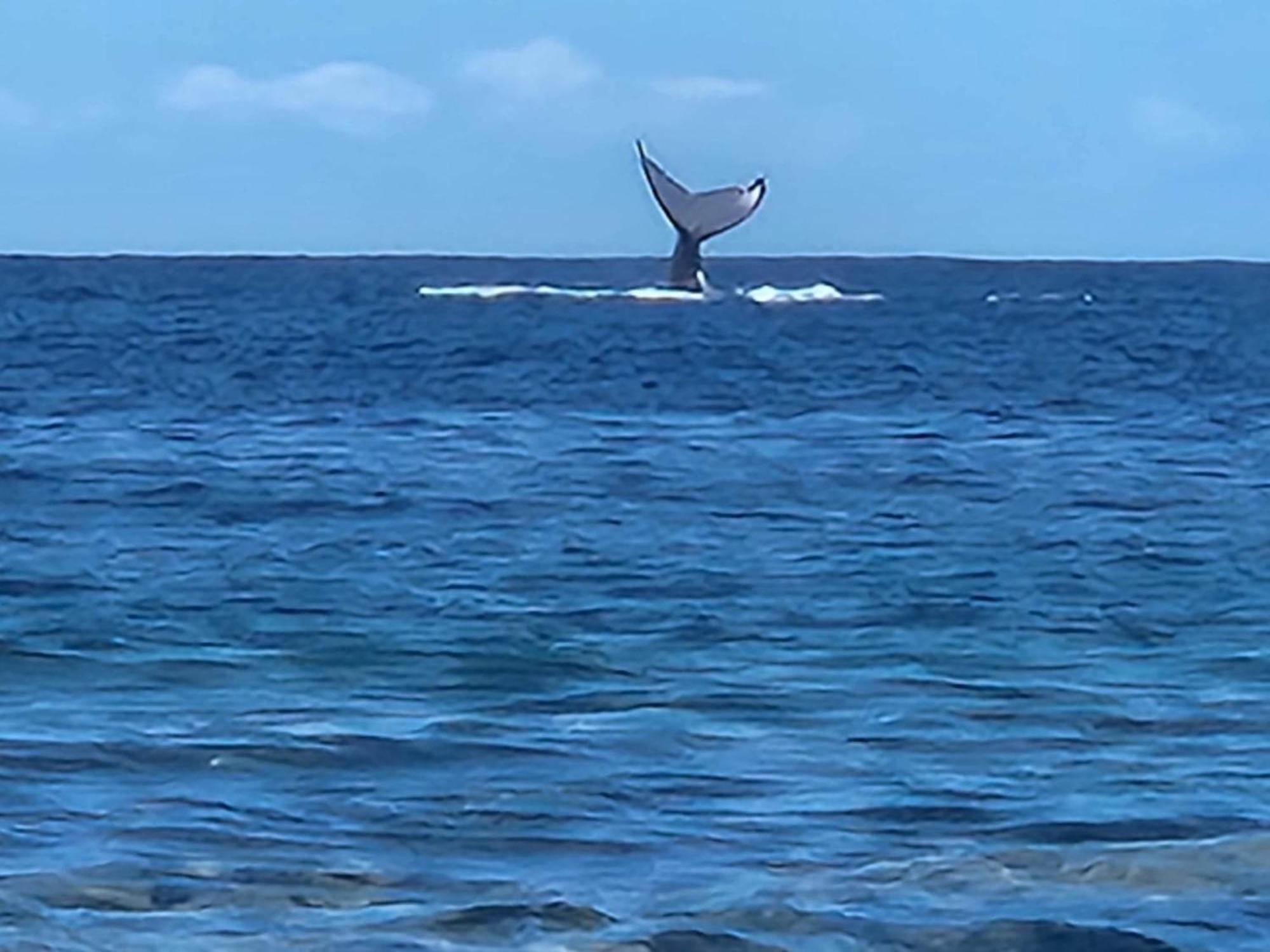 Moorea Temae Bungalow Lory Bord De Mer Dış mekan fotoğraf